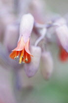 Lavender scallops, Bryophyllum fedtschenkoi, orange coloured flower emerging.