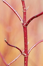 Dogwood, Red-barked dogwood, Cornus alba 'Spaethii'.