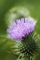 Thistle, Cotton thistle, Onopordum acanthium.