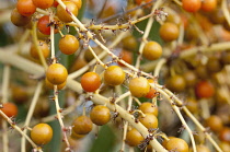 Canary Islands dragon tree, Dracaena draco, mass of orange coloured berries.