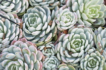 Echeveria, Echeveria elegans, close up showing tight floral pattern.