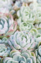 Echeveria, Echeveria elegans, close up showing tight floral pattern.