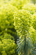 Spurge, Mediterranean spurge, Euphorbia characias wulfenii.