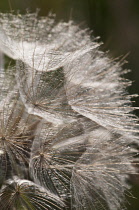 Goat's beard, Tragopogon pratensis, close up showing the delicate pattern.