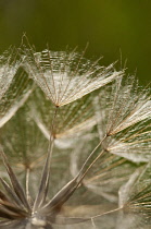 Goat's beard, Tragopogon pratensis, close up showing the delicate pattern.