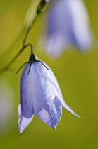Harebell, Campanula rotundifolia, hanging blueish purple flower.