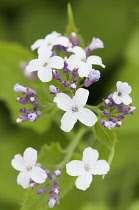 Honesty, Perennial honesty, Lunaria rediviva, close up of a cluster of small flowers.