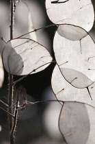 Honesty, Lunaria annua, close up of the translucent papery seedpods.