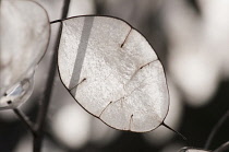 Honesty, Lunaria annua, close up of the translucent papery seedpods.