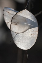 Honesty, Lunaria annua, close up of the translucent papery seedpods.