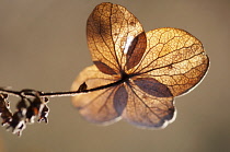 Hydrangea, backlit view of brown coloured leaves.