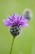 Knapweed, Black knapweed, Centaurea nigra.