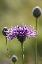 Knapweed, Black knapweed, Centaurea nigra.