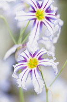 Andean glory of the sun lily, Leucocoryne vittata, colouful purples and white flowers.