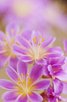Lewisia, Siskiyou lewisia, Lewisia Cotyledon Hybrids, close up of purple flowers.