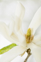 Magnolia, Magnolia 'Gold Star', close up deatil of the flower.