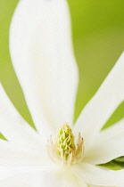Magnolia, Magnolia 'Gold Star', close up deatil of the flower.