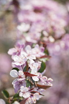 Crab apple, Malus 'Cardinal', branch covered in pink blossoms.