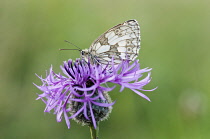 Knapweed, Black knapweed, Centaurea nigra, with Marbled White butterfly.