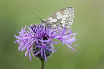 Knapweed, Black knapweed, Centaurea nigra, with Marbled White butterfly.