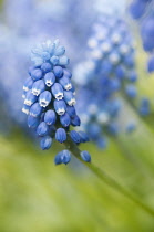 Grape hyacinth, Muscari botryoides 'Superstar', close up of the blue flowers.