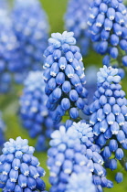 Grape hyacinth, Muscari botryoides 'Superstar', close up of the blue flowers.