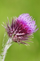 Musk thistle, Carduus nutans, purple spikey flower.