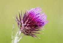 Musk thistle, Carduus nutans, purple spikey flower.