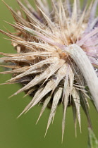 Musk thistle, Carduus nutans, spikey flowerhead seen from behind.