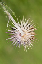 Musk thistle, Carduus nutans, spikey flowerhead seen from behind.