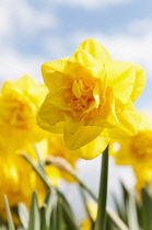 Daffodil 'Jack the Lad', Narcissus 'Jack the Lad', yellow flowers growing outdoors against a blue sky.