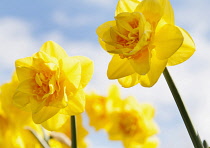 Daffodil 'Jack the Lad', Narcissus 'Jack the Lad', yellow flowers growing outdoors against a blue sky.