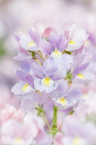 Nemesia, Nemesia 'Amelie', close up of the purple flowers.