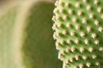 Polka Dot Cactus, Bunney ears, Opuntia microdasys aureispina, close up deatil showing texture.