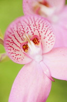 Orchid, Disa orchid, Disa x watsonii orchidae disa x watsonii, deail of the pink flower.