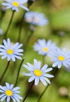 Daisy, Blue daisy, Felicia amelloides.