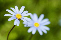 Daisy, Blue daisy, Felicia amelloides.