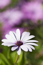 African daisy, Osteospermum jucundum, growing outdoors.