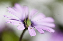 African daisy, Osteospermum jucundum, growing outdoors.