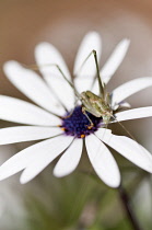 African daisy, Osteospermum jucundum, growing outdoors with cricket on top.