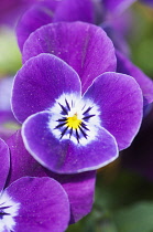 Viola, close up of the purple coloured flowers.