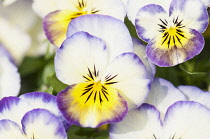 Viola, close up of the brightly coloured flowers.