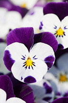 Viola, close up of the brightly coloured flowers.