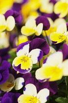 Viola, close up of the brightly coloured flowers.