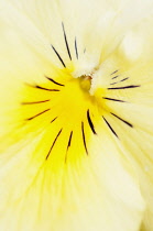 Viola, close up detail of the centre of a yellow coloured flower.
