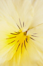 Viola, close up detail of the centre of a yellow coloured flower.