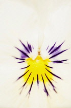 Viola, close up detail of the centre of a brightly coloured flower.