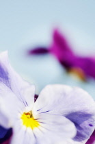 Viola, close up detail of the centre of a brightly coloured flower.