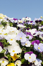 Viola, mass of brightly coloured flowers growing outdoor with blue sky.