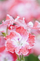 Pelargonium 'Joy', close up detail of the peach coloured flowers.